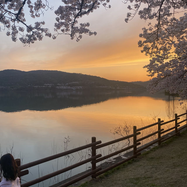 경주 여행은 벚꽃이 만개하는 봄에 가보자구요🌸