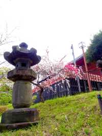 【清水観音堂/東京都】桜咲く季節に訪れてみた