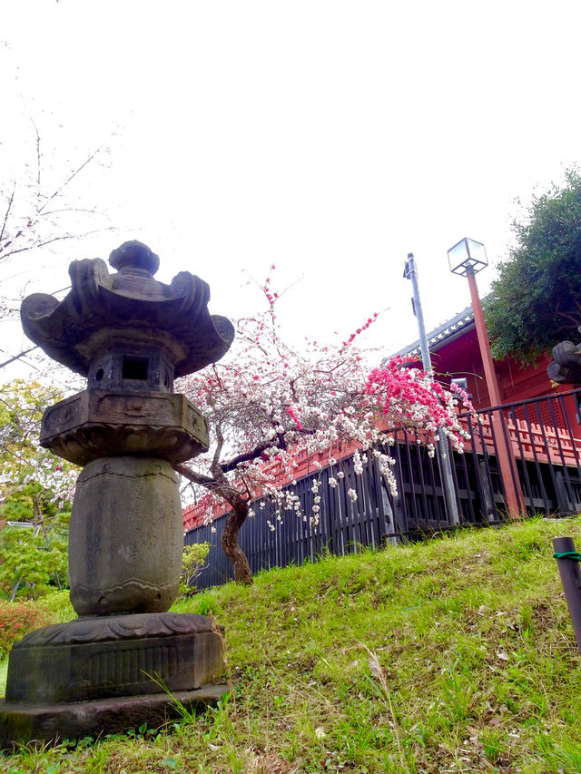 【清水観音堂/東京都】桜咲く季節に訪れてみた