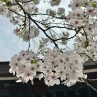 【愛知】うさぎモチーフがかわいい神社🐇三輪神社
