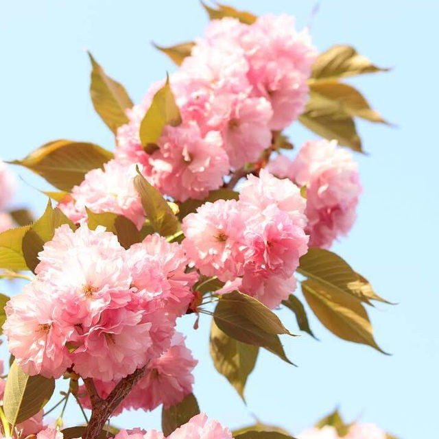 벚꽃 끝났다고 아쉬워 하지마세요😉 겹벚꽃 등장🌸