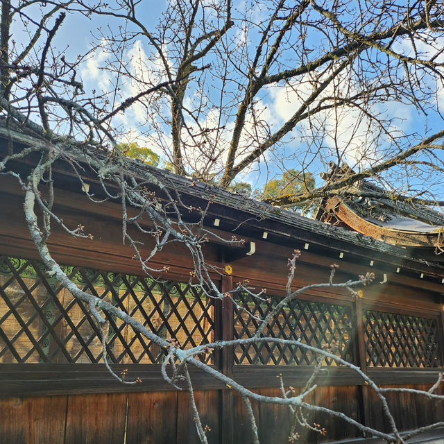 京都最美的賞櫻聖地🌸—平野神社⛩️