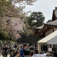 Flowering season at Nagoya 