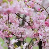 Blossom Sakura in Olympic Park, Munich