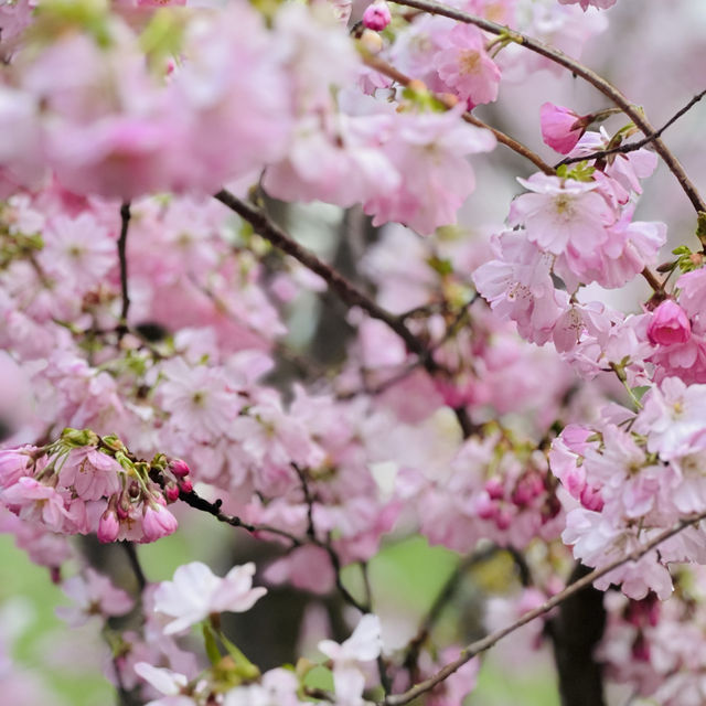 Blossom Sakura in Olympic Park, Munich