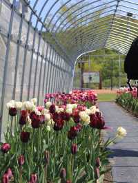 Kamiyubetsu Tulip Park