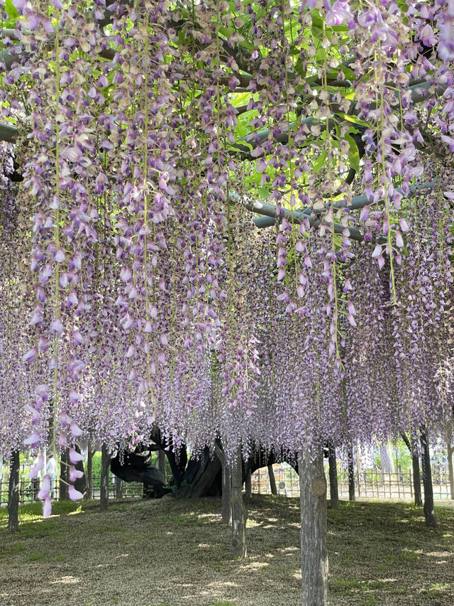 【玉敷神社のフジ/埼玉県】紫色が美しい関東有数の藤スポット 