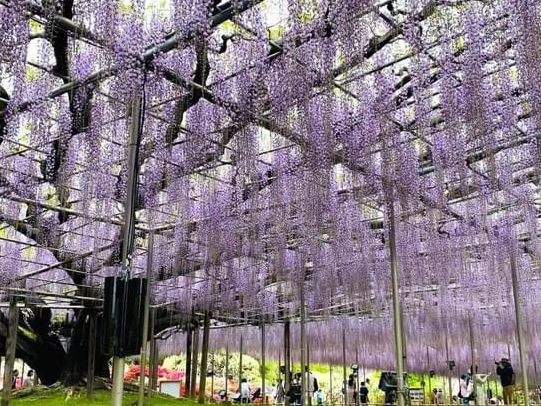 足利花卉公園大藤花祭