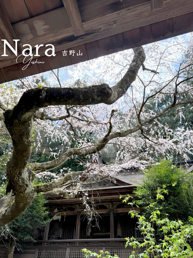 【奈良・吉野】一目で千本の桜をながめる