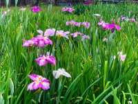 เทศกาลชมดอกไม้เมืองชิริว(花じょうぶまつり)💐🪻