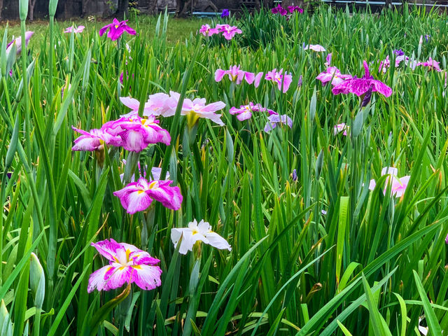 เทศกาลชมดอกไม้เมืองชิริว(花じょうぶまつり)💐🪻