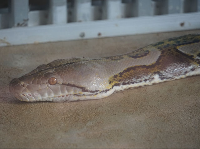 沖繩世界：毒蛇博物館的奧秘