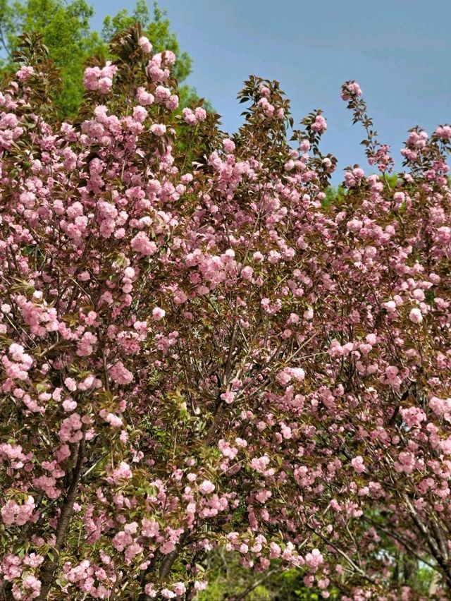 겹벚꽃이 예쁘게 핀 유럽풍카페🌸