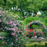 「蔡厝港公園：綠意盎然的自然綠洲，感受大自然的放鬆」