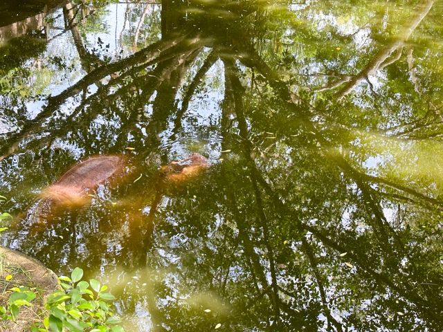 綠山野生動物園 超過300種動物的泰國大型動物園