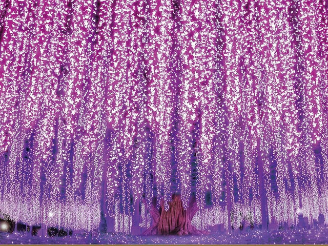 栃木縣足利花卉公園
