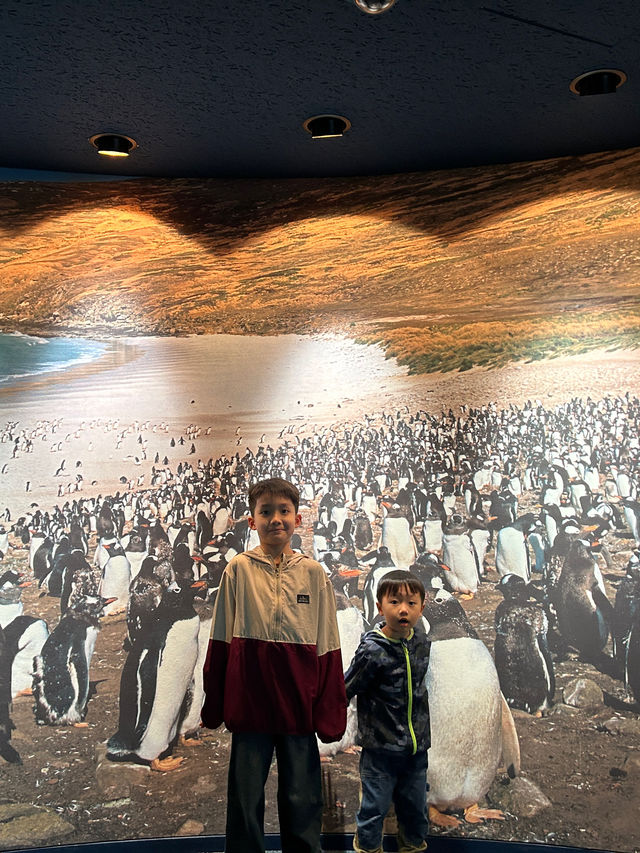 【 免費與海豚互動。水族館•海響館 】