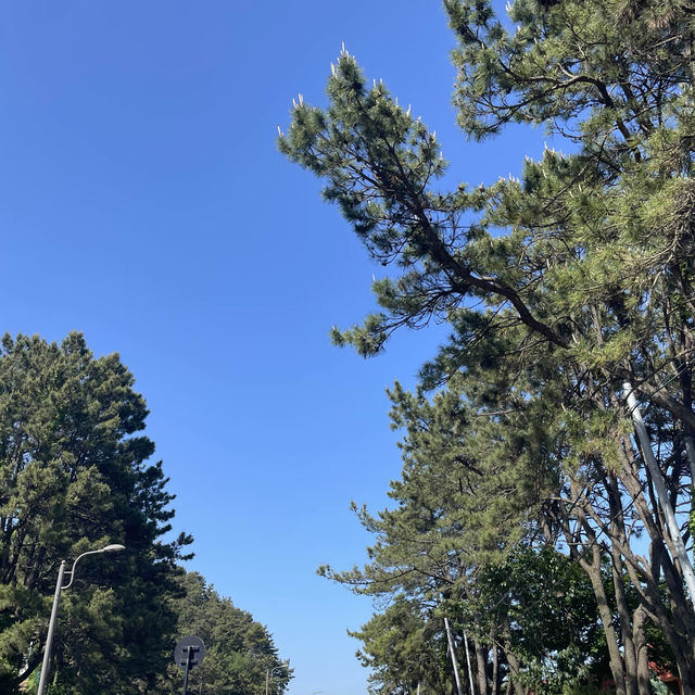 [부산 해운대 블루라인파크] 열차타고 원없이 보는 바다🏖️