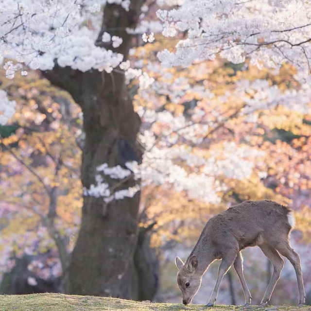  奈良公園 - 櫻花與鹿