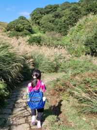 Beautiful Miscanthus in Yangmingshan