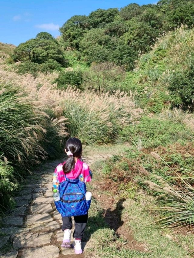 Beautiful Miscanthus in Yangmingshan