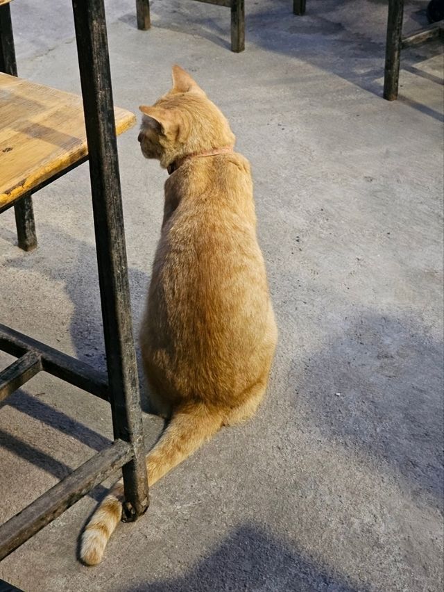 ร้านราชา ปิ้งย่าง ชลยุรี 