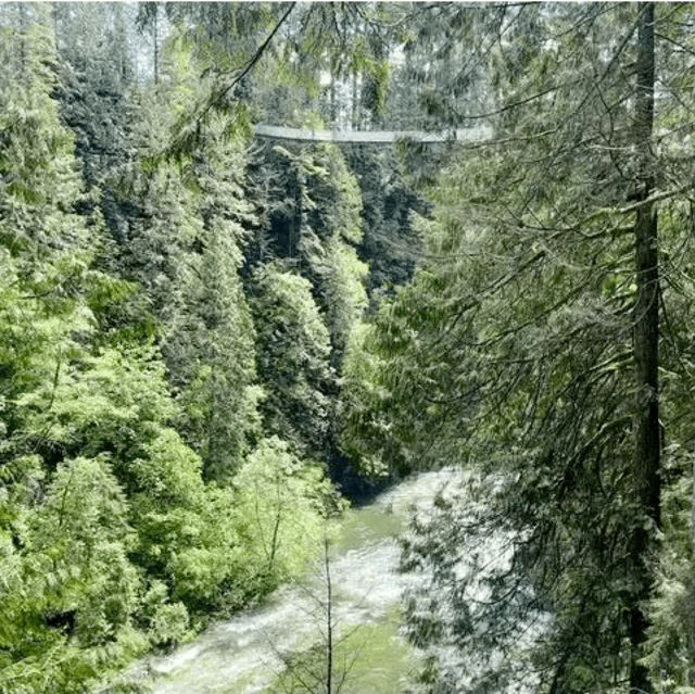 Vancouver 흔들다리가 있는 공원Capilano suspension Bridge Park