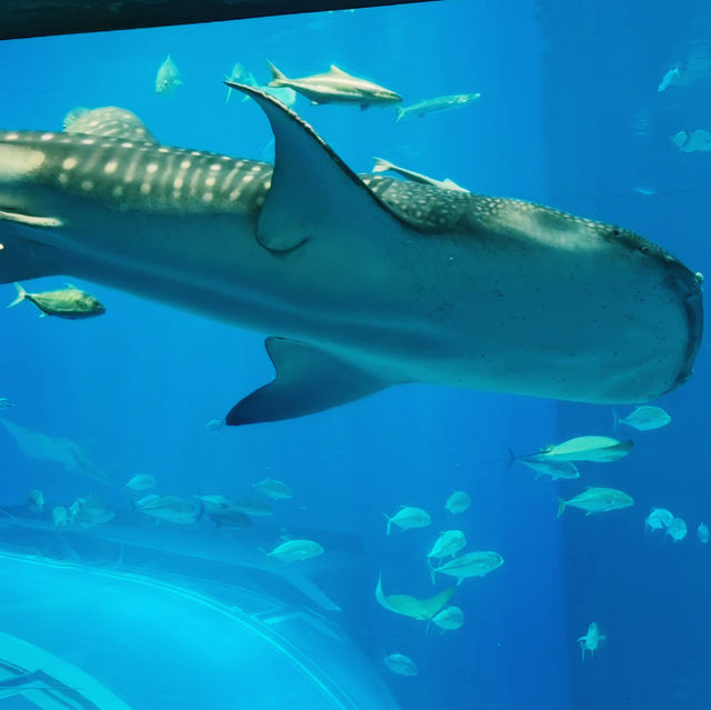 Okinawa Churaumi Aquarium
