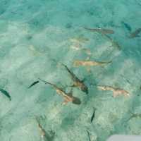 Maldives