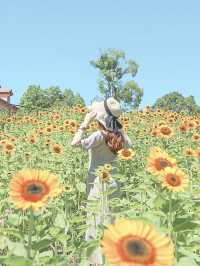 この夏行きたい！ひまわり畑🌻
