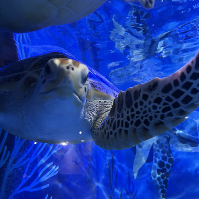 濟州島的大自然，水族館，瀑布 - 動靜皆宜之旅