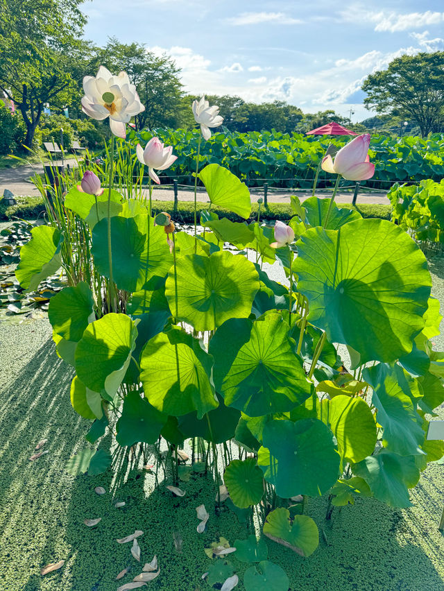 【福井 南越前町】美しいハスの花が咲き誇る「花はす公園」⛲️