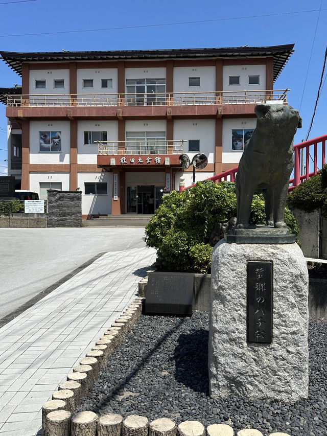 【秋田】秋田犬を間近で見れて歴史に触れらる場所🐕