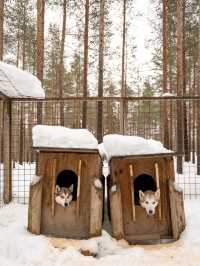 📍Arctic Circle Husky Park
