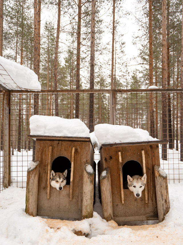 📍Arctic Circle Husky Park