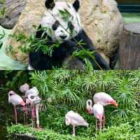 【臺北自由行】臺北市立動物園：綠蔭遮蔽，適合帶小朋友
