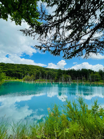 北海道:美瑛エリア】青の絶景！白金青い池 | Trip.com 美瑛