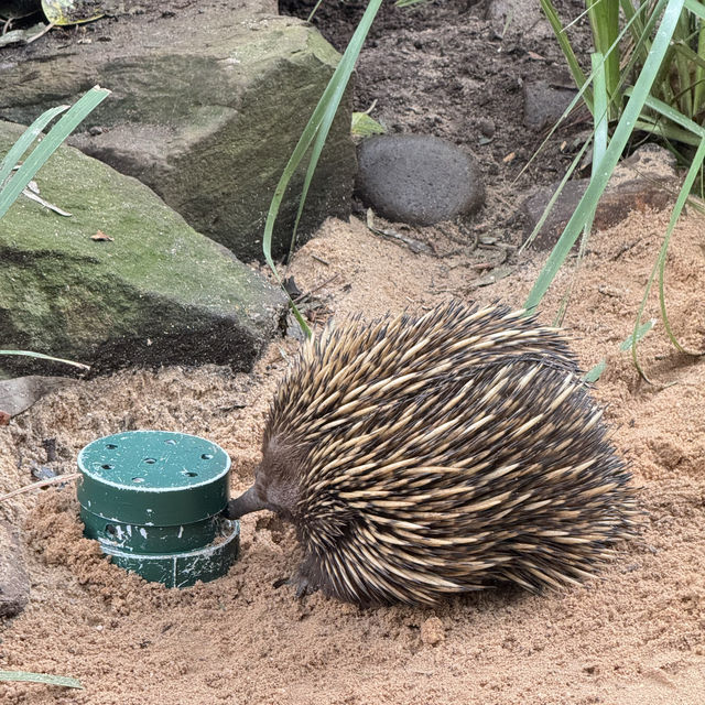 悉尼親親無尾熊🐨親親袋鼠🦘（費瑟戴爾野生動物園）