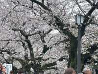 🌸 千島淵公園 - 桜の絶景が広がる春の楽園*🌸