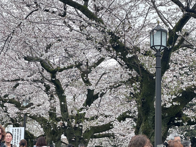 🌸 千島淵公園 - 桜の絶景が広がる春の楽園*🌸