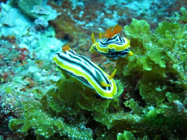 潛水必去的台東小島「綠島」