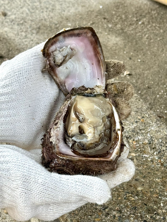 【秋田(にかほ市)】秋田県にかほ市の海で漁師体験