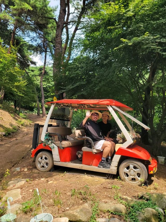 배롱나무와 유럽수국이 예쁜 장성수목원💜