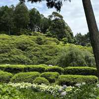 宇治6-7月盛名的繡球花園