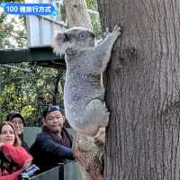 澳洲雪梨-野生動物園與無尾熊合照：Featherdale野生動物園