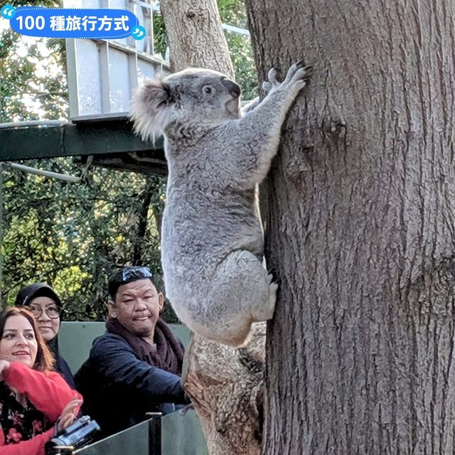 澳洲雪梨-野生動物園與無尾熊合照：Featherdale野生動物園