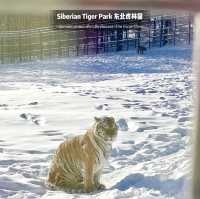 📍 Siberia Tiger Park 黑龙江·哈尔滨|东北虎林园  สถานที่ท่องเที่