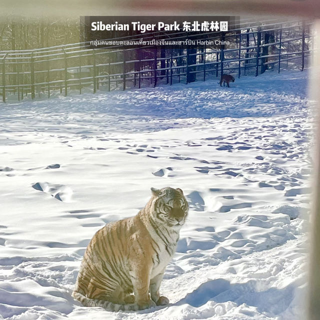 📍 Siberia Tiger Park 黑龙江·哈尔滨|东北虎林园  สถานที่ท่องเที่