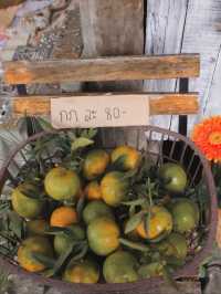 ยกให้เป็นสวนส้ม 🍊🌳 #เชียงใหม่  ฟิลเกาหลีเกาใจสุด