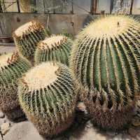 Discover Nature’s Beauty at Palermo Botanical Gardens
